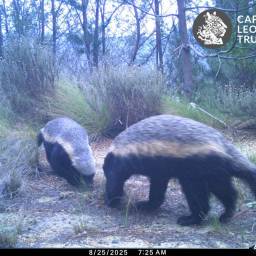 Honey badgers